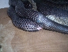 Texas Indigos mating (visisble lockup)