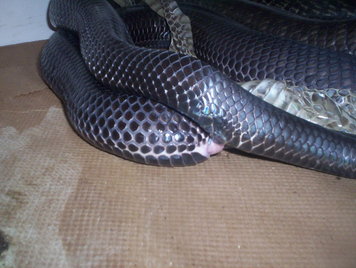 Texas Indigos mating (visisble lockup)