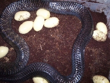 Texas indigo with eggs 4/8/08