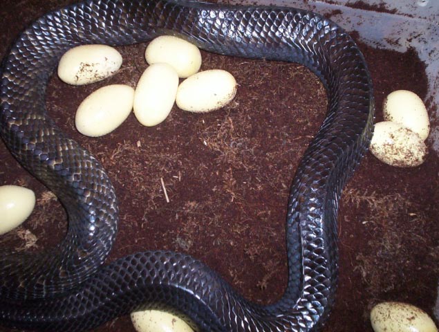 Texas indigo with eggs 4/8/08