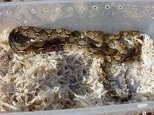 My baby Retic