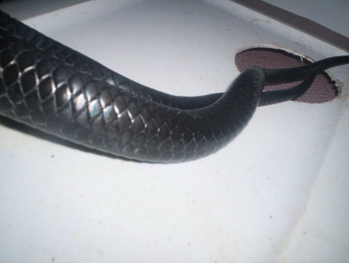 couperi mating