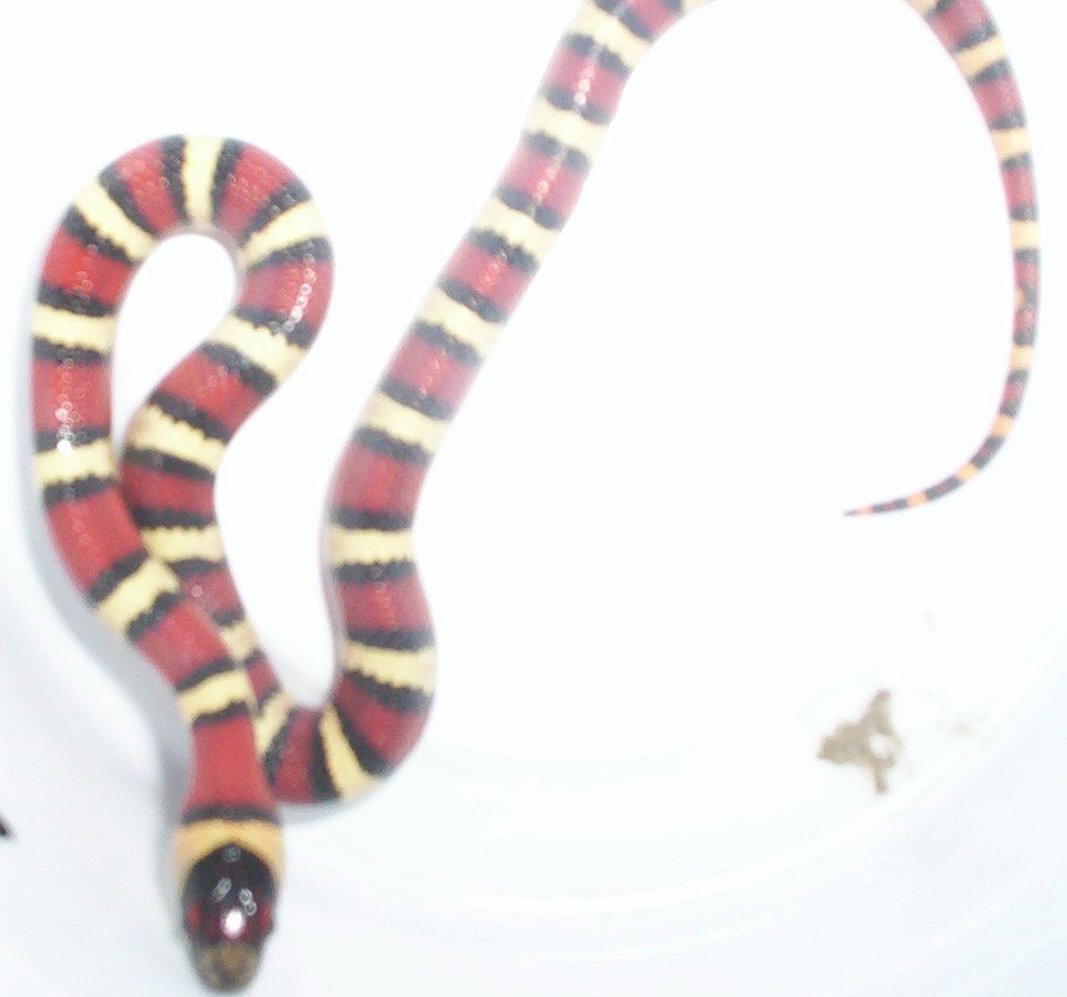 Chris Garcia Female Milksnake Phase Thayeri
