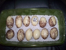 Texas Indigo eggs