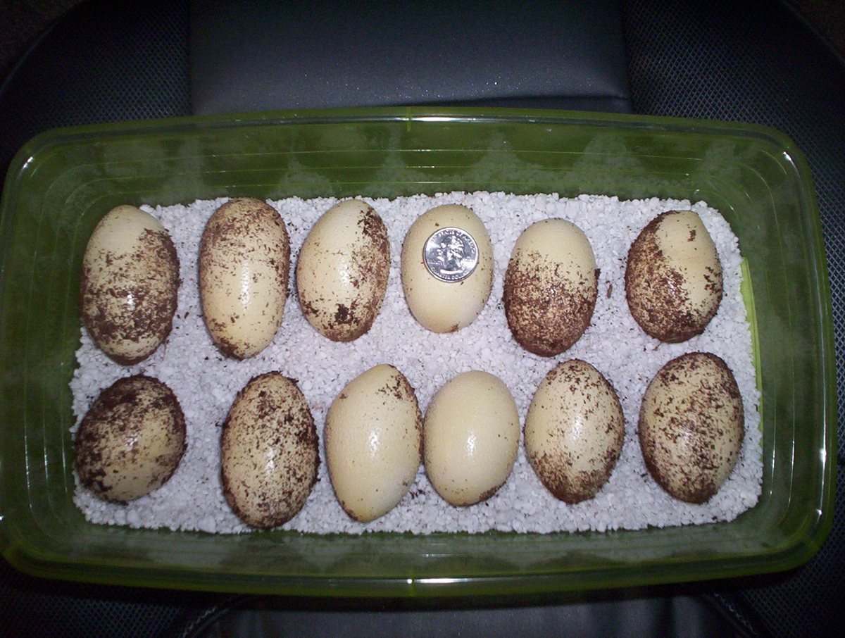 Texas Indigo eggs
