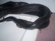 Easterns mating