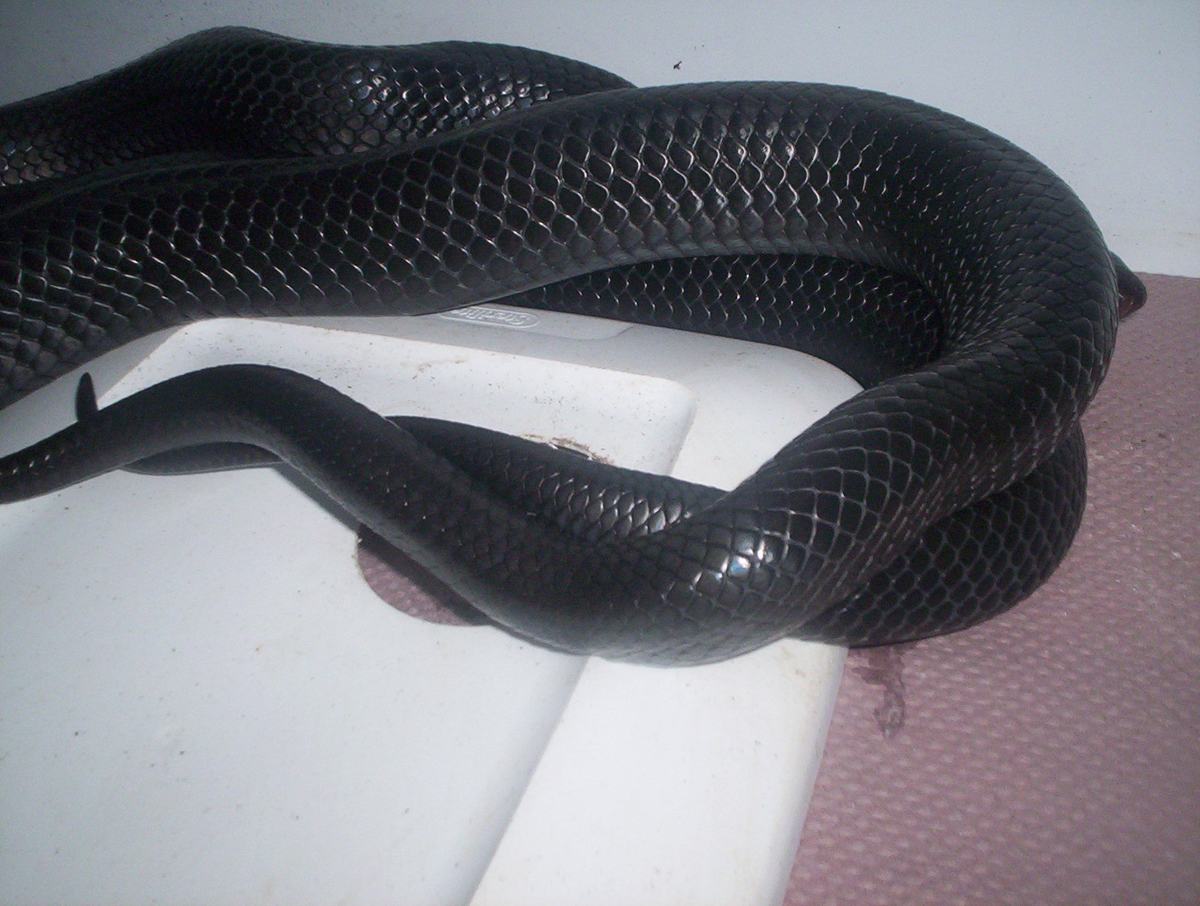 Easterns mating