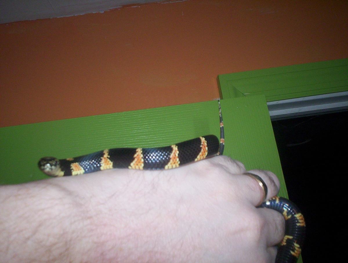 Jason Hood male eastern king
