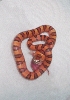 Leonis Male feeding