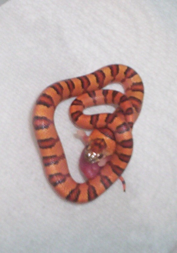 Leonis Male feeding