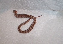 Leonis Female Feed