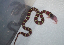 Milksnake Phase Female feed