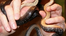 ventral comparison juvie erebennus