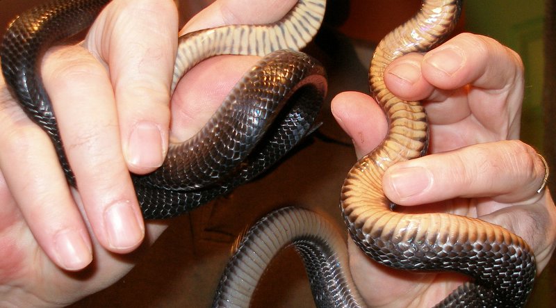 ventral comparison juvie erebennus