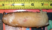 Eastern indigo slug egg