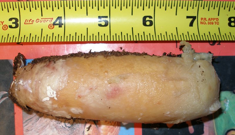 Eastern indigo slug egg