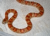 Male Vivid Thayeri