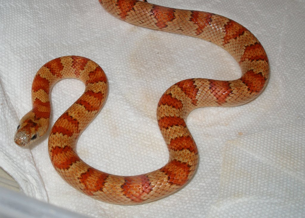 Male Vivid Thayeri