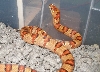 male thayeri