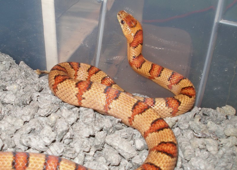 male thayeri