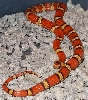 maroonthayeri