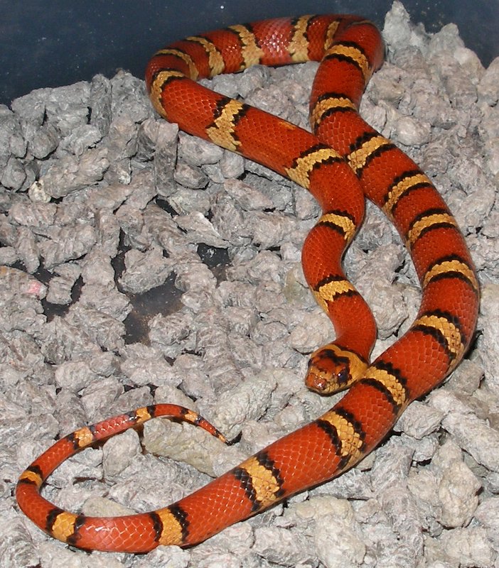 maroonthayeri