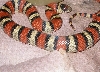 female msp thayeri (in shed)