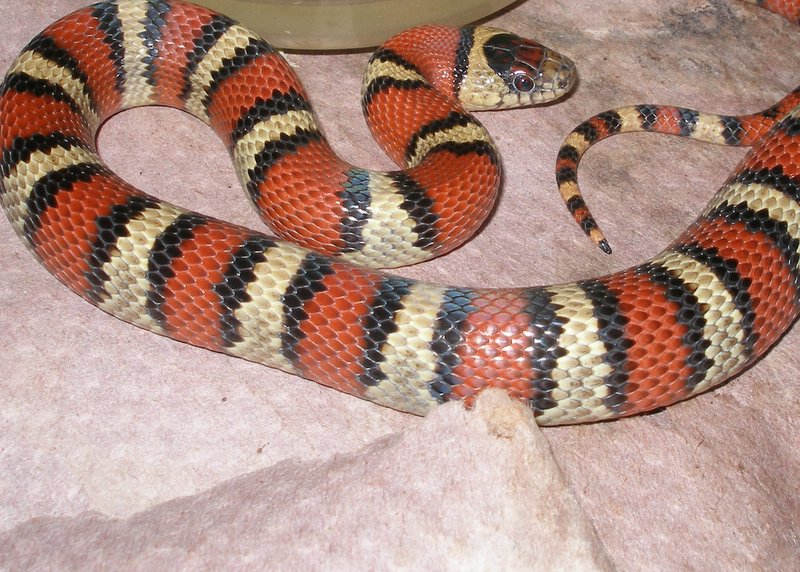 female msp thayeri (in shed)