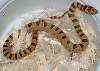 Russ Bates female thayeri