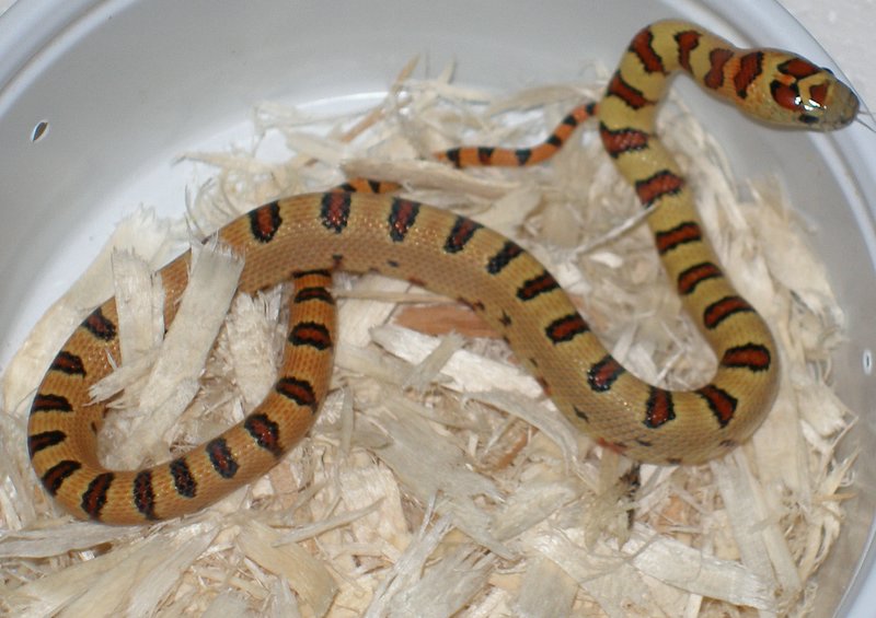 Russ Bates female thayeri