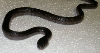 Melanistic thayeri
