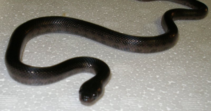 Melanistic thayeri