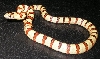 Male Thayeri from Russ Bates 2