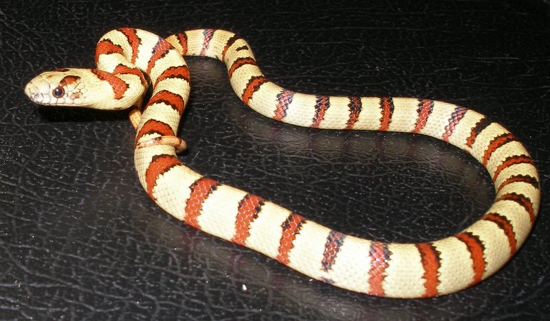 Male Thayeri from Russ Bates 2