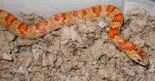 Male Thayeri Vivid Reptiles