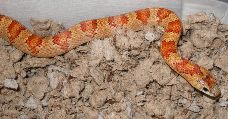 Male Thayeri Vivid Reptiles