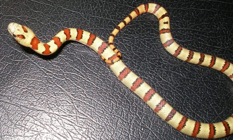 Male Thaeri from Russ Bates
