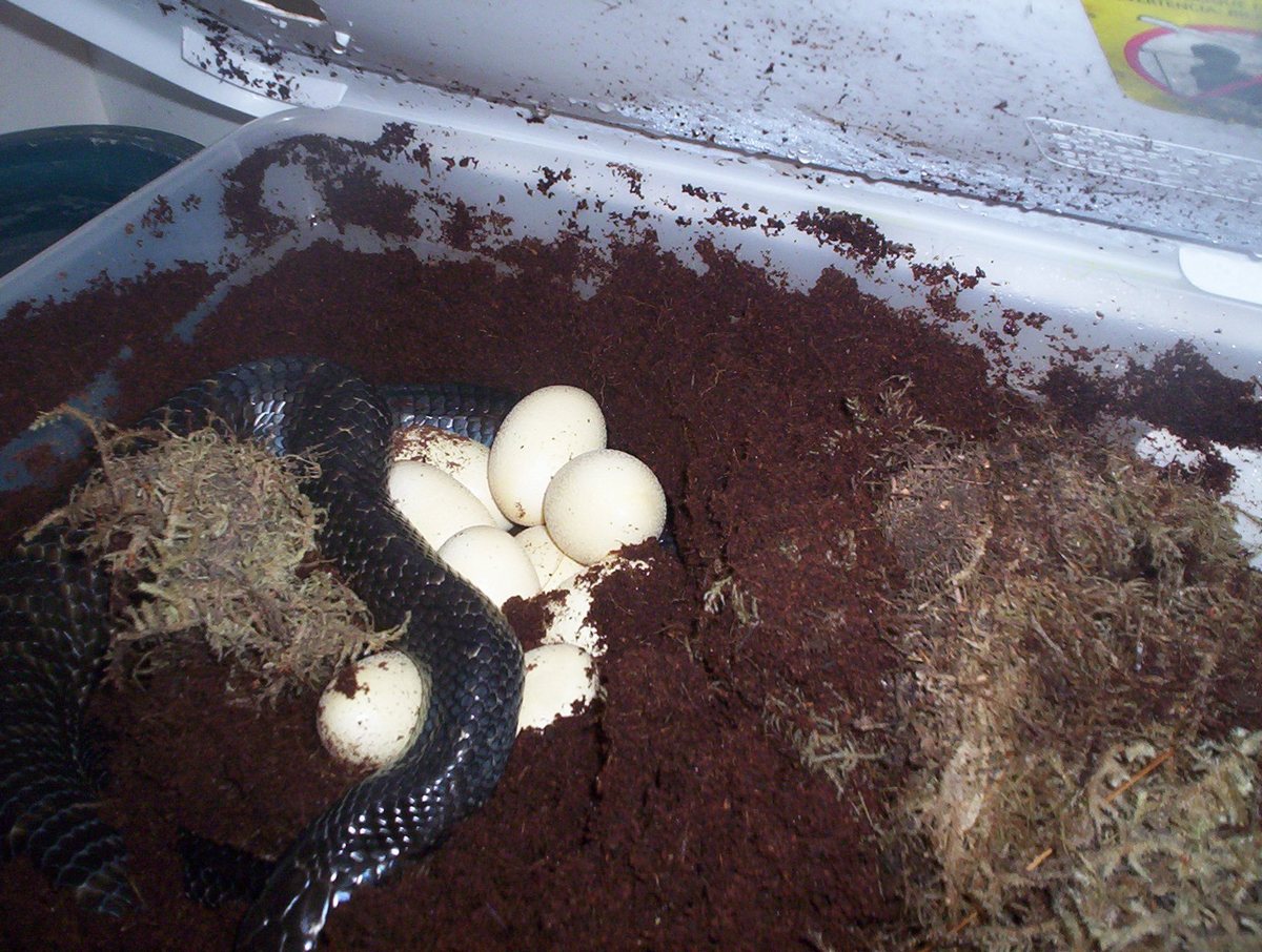 Texas Indigo laying