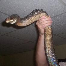Texas Indigo Male
