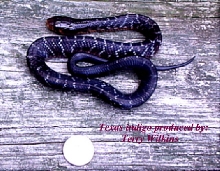 Terry Wilkins Texas Indigo Baby