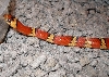 Thayeri