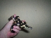 Will Still male S. GA eastern kingsnake