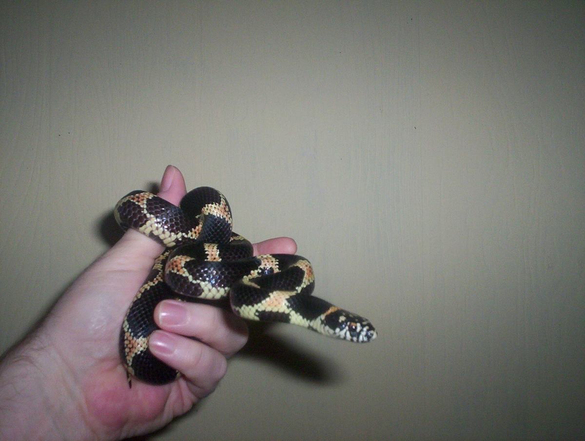 Will Still male S. GA eastern kingsnake