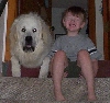 Great Pyrenees