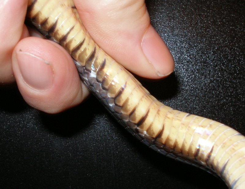 yellow belly after shed