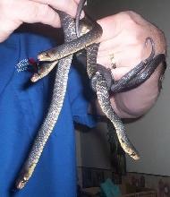 Texas Indigo hatchlings