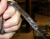 Side view melanistic thayeri