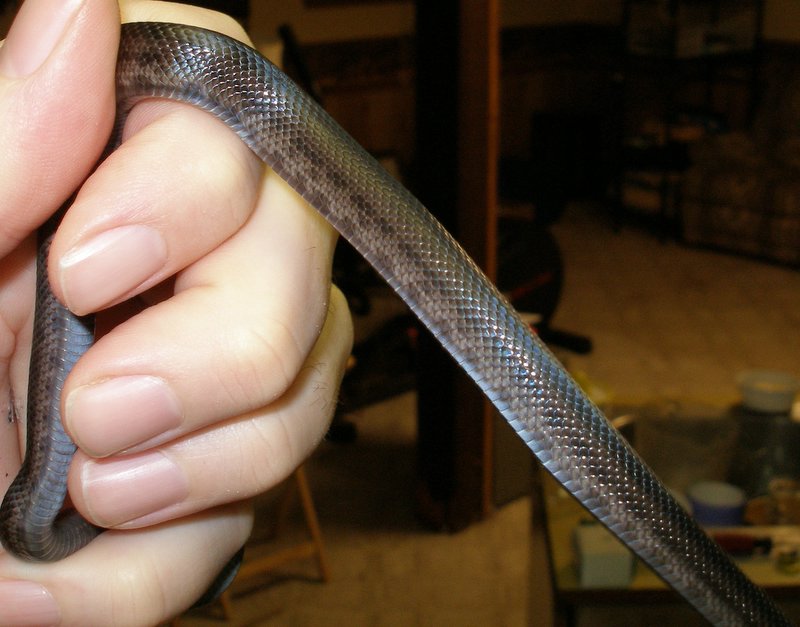 Side view melanistic thayeri