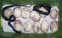 Eggs and hatchlings