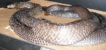 Texas indigos mating 2006